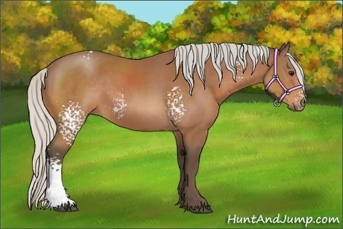 Horse Color:White Spotted Silver Bay 