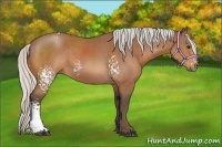 Horse Color:White Spotted Silver Bay 