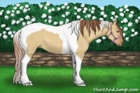 Horse Color:Red Dun Tobiano