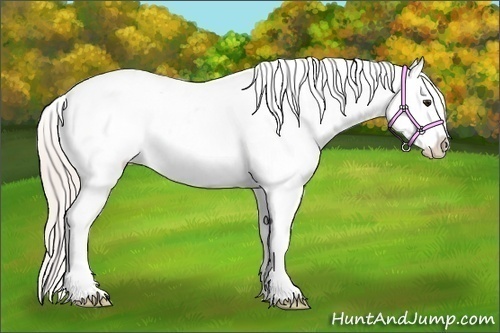 Horse Color:Silver Bay Tobiano Appaloosa