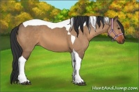 Horse Color:Bay Dun Tobiano