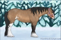 Horse Color:Bay Dun Sabino Rabicano