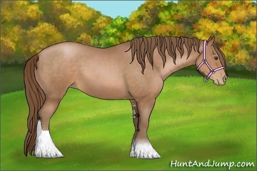 Horse Color:Brown Pearl Sabino 