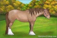 Horse Color:Brown Pearl Sabino