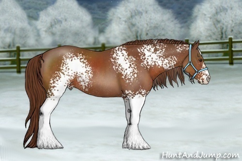 Horse Color:White Spotted Chestnut Rabicano 
