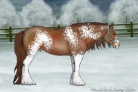 Horse Color:White Spotted Chestnut Rabicano