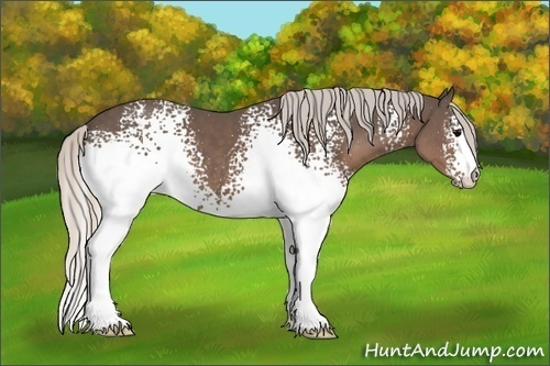 Horse Color:White Spotted Silver Black Sabino 