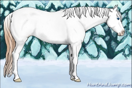 Horse Color:Buckskin Splash Appaloosa 