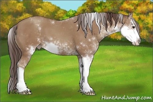 Horse Color:Classic Champagne Sabino 
