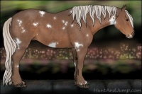 Horse Color:White Spotted Silver Black 