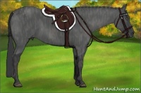 Horse Color:Black  Brindle