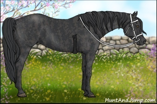 Horse Color:Black  Brindle