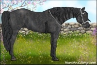 Horse Color:Black  Brindle