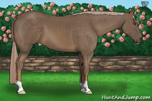Horse Color:Chocolate Palomino 