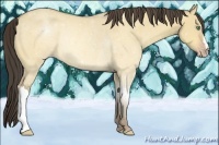 Horse Color:Amber Cream Champagne Dun Rabicano