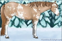 Horse Color:Chestnut Pearl Sabino