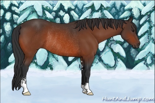 Horse Color:Bay Sabino Rabicano
