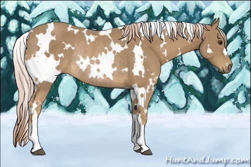 Horse Color:White Spotted Palomino Rabicano