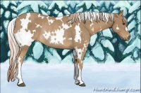 Horse Color:White Spotted Palomino Rabicano 