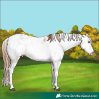 Horse Color:Red Dun Sabino Rabicano