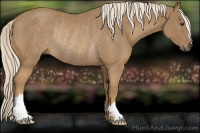 Horse Color:Palomino Rabicano 