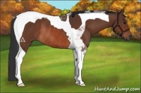 Horse Color:Bay Tobiano Rabicano