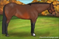 Horse Color:Bay 