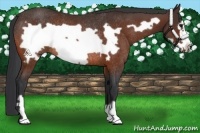 Horse Color:Bay Frame Rabicano 