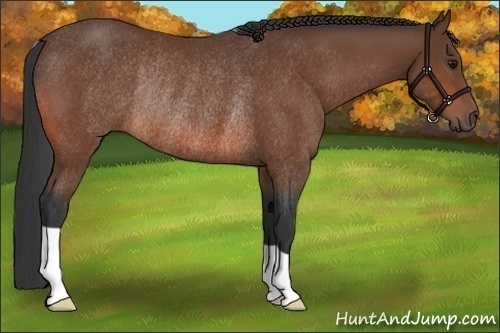 Horse Color:Bay Rabicano 