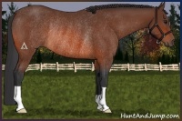 Horse Color:Bay Rabicano 