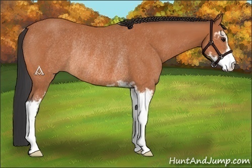 Horse Color:Bay Sabino Rabicano