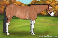 Horse Color:Bay Sabino Rabicano