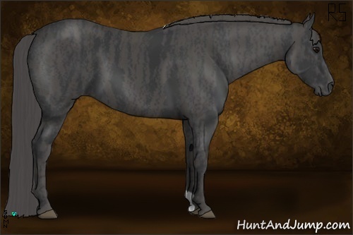 Horse Color:Black  Brindle