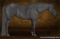 Horse Color:Black  Brindle