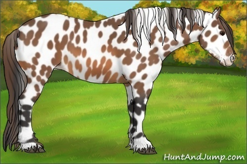 Horse Color:Buckskin Leopard