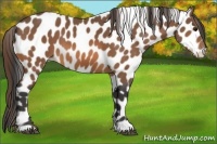Horse Color:Buckskin Leopard 