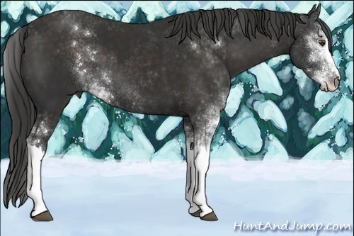 Horse Color:Liver Chestnut Sabino