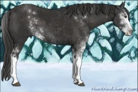 Horse Color:Liver Chestnut Sabino