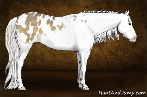 Horse Color:Silver Buckskin Appaloosa