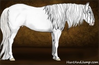 Horse Color:Cremello Ice Tobiano Snowflake Varnish