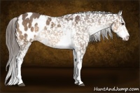 Horse Color:Buckskin Sabino Snowflake Varnish Rabicano 