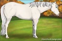 Horse Color:Cremello Tobiano 