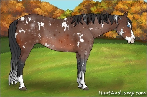 Horse Color:White Spotted Bay Splash