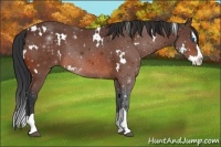 Horse Color:White Spotted Bay Splash 