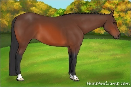 Horse Color:Bay 