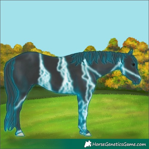 Horse Color:Thunderstruck Black 