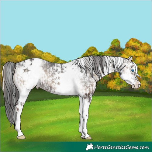 Horse Color:White Spotted Blue Onyx Splash Frame Blanket  and White Spotted Blue Onyx Splash Varnish 