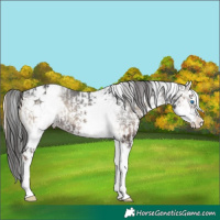 Horse Color:White Spotted Blue Onyx Splash Frame Appaloosa and White Spotted Blue Onyx Splash Appaloosa