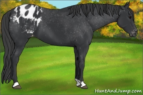 Horse Color:Black Appaloosa