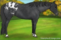 Horse Color:Black Appaloosa 